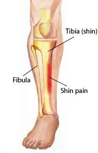 shin